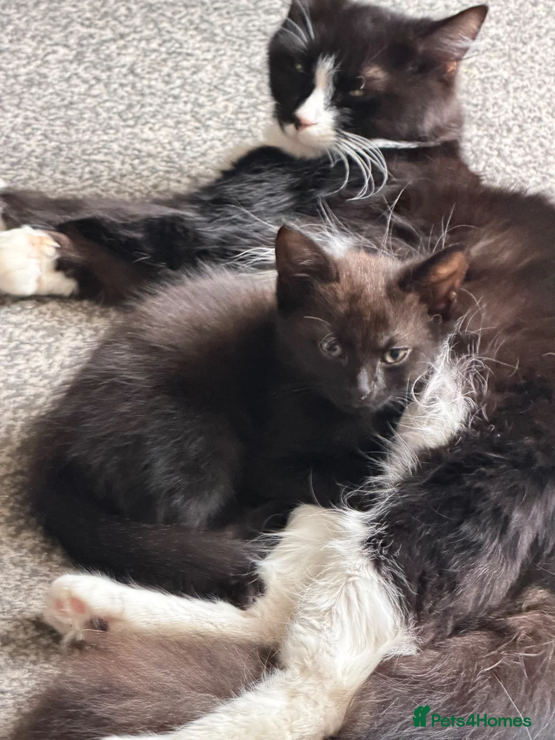 Mixed Breed cats for sale: 3 kittens available now - Advert 1