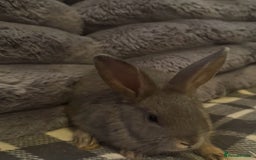 Mixed Breed rabbits for sale: Rabbits for sell. - Image 9