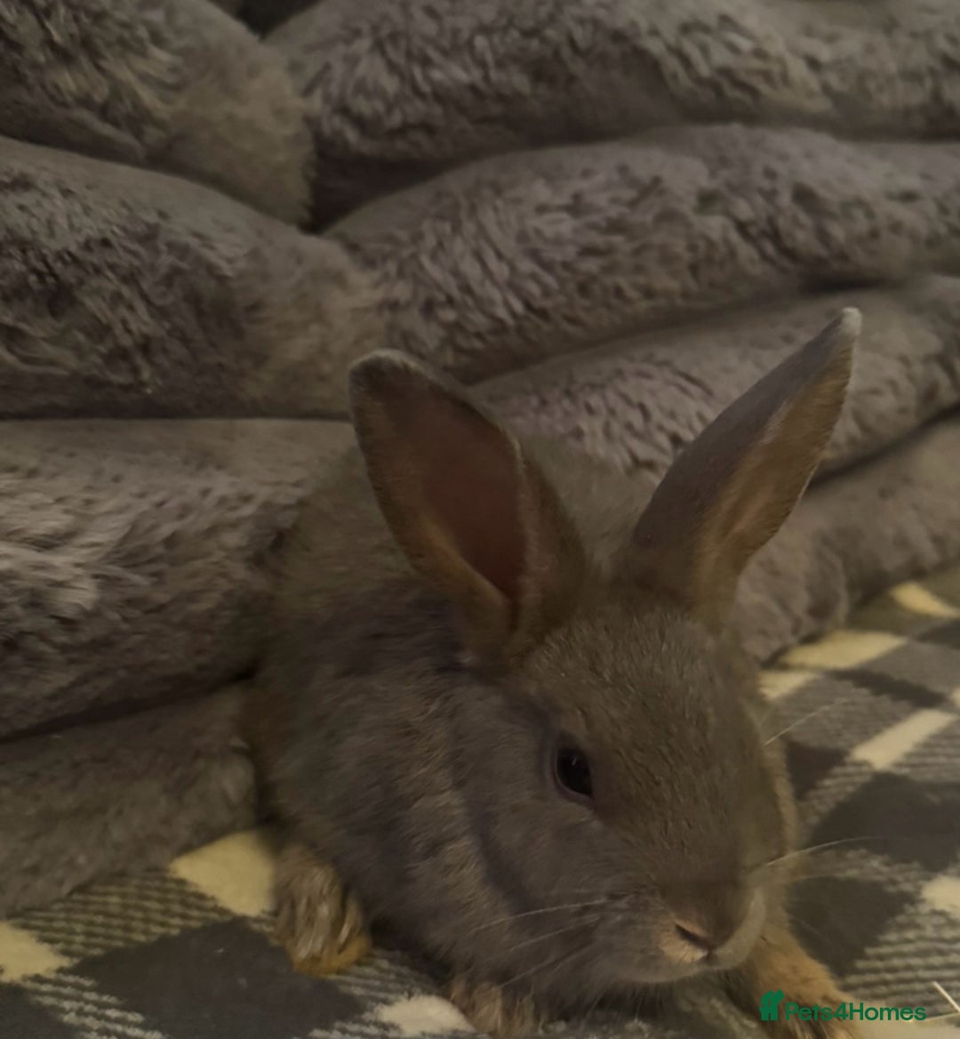 Mixed Breed rabbits for sale: Rabbits for sell. - Image 9