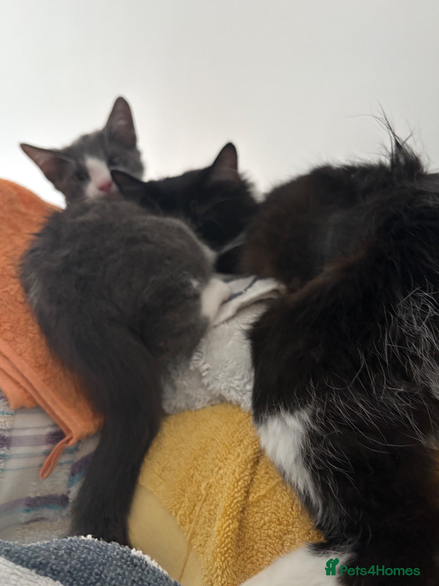 Mixed Breed cats Maine coon x Persian  - Advert 2