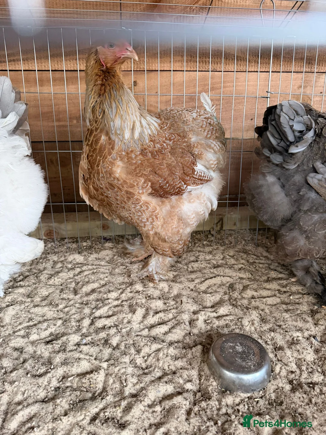 Chickens poultry for sale: Brahma hens , pekin bantam,silkies ,bovan brown  - Advert 2