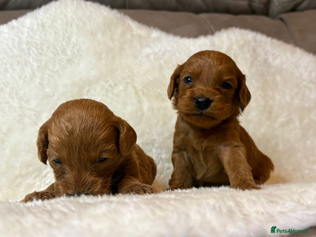 Cavapoo dogs for sale: Fox RED Cavapoo Puppies - Image 4