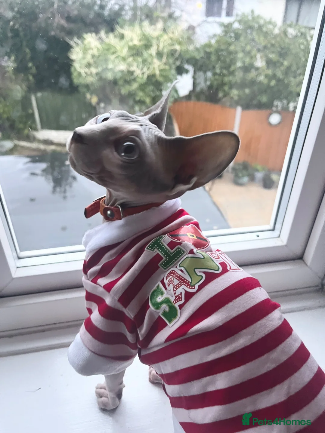 Sphynx cats for sale: Beautiful Sonnie the Turkish Sphynx in Stoke-on-Trent - Advert 2