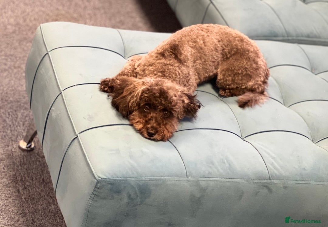 Poochon dogs for sale: 🐾 Adorable Mini Poochon Puppy – Milo 🐾 - Image 5