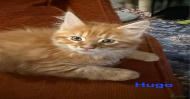 Maine Coon cats 😻 X3 Gorgeous Male Maine Coons Kittens Ready 😻 - Advert 9