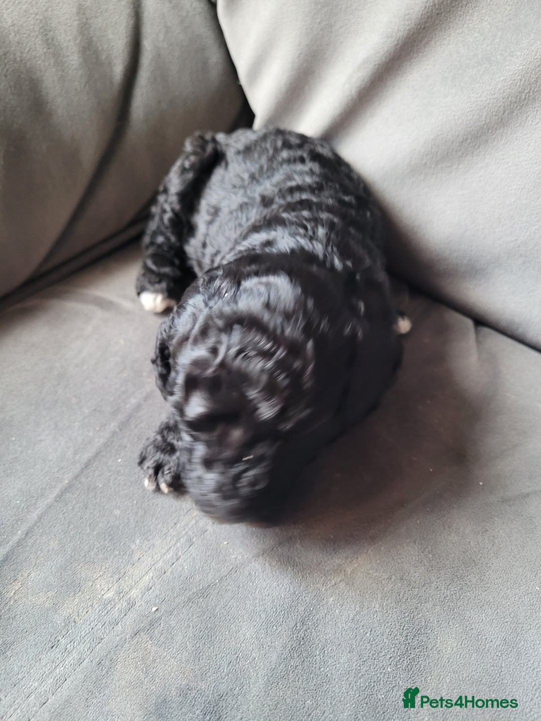 Cockapoo dogs for sale: Cockapoo puppies 💝  - Advert 5