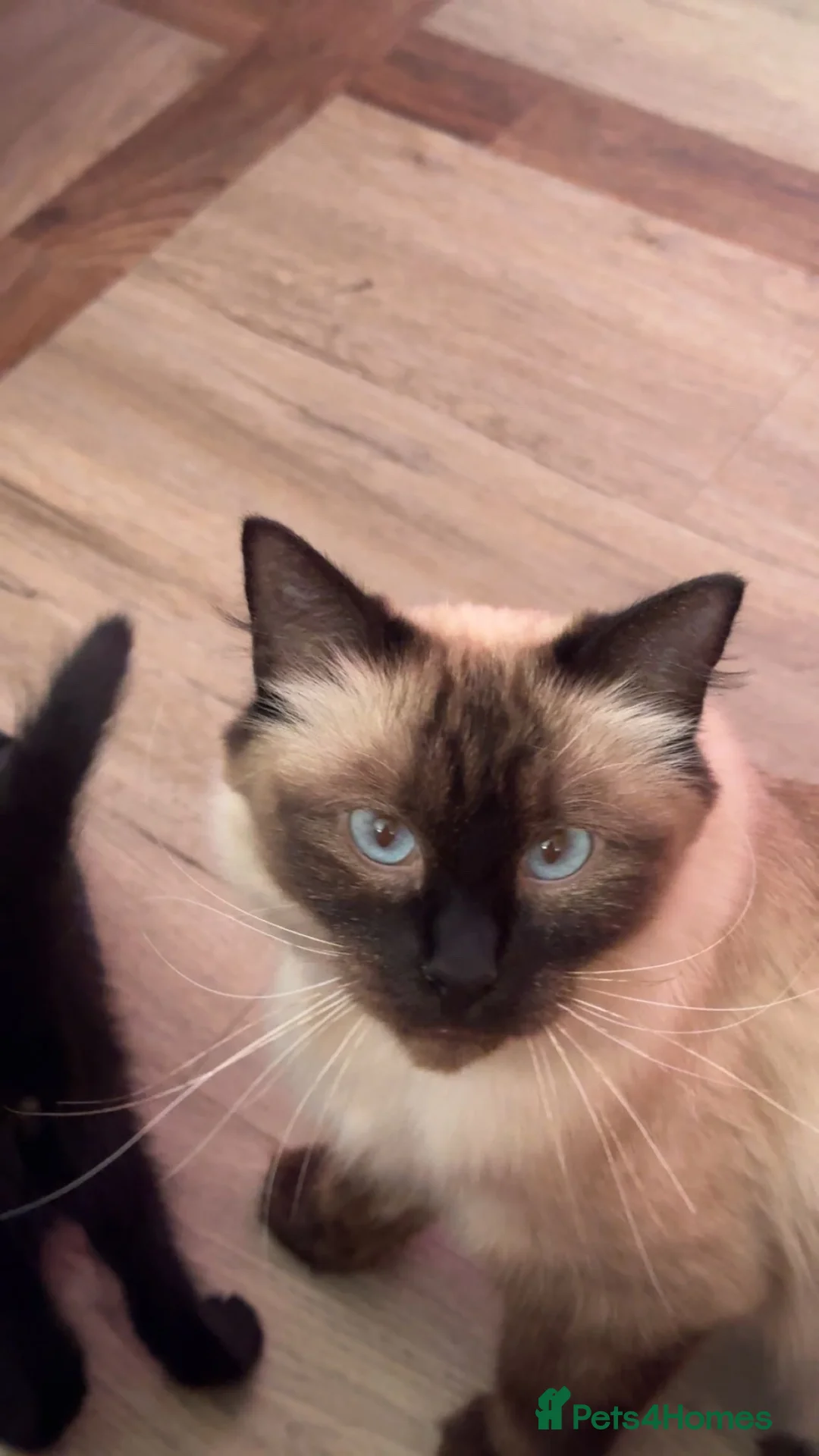 Mixed Breed cats for sale: Ragdoll cross ( mum full ragdoll dad half ragdoll) - Advert 1