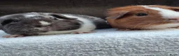 Guinea Pig rodents for sale: Baby Male Guineapigs - Advert 2