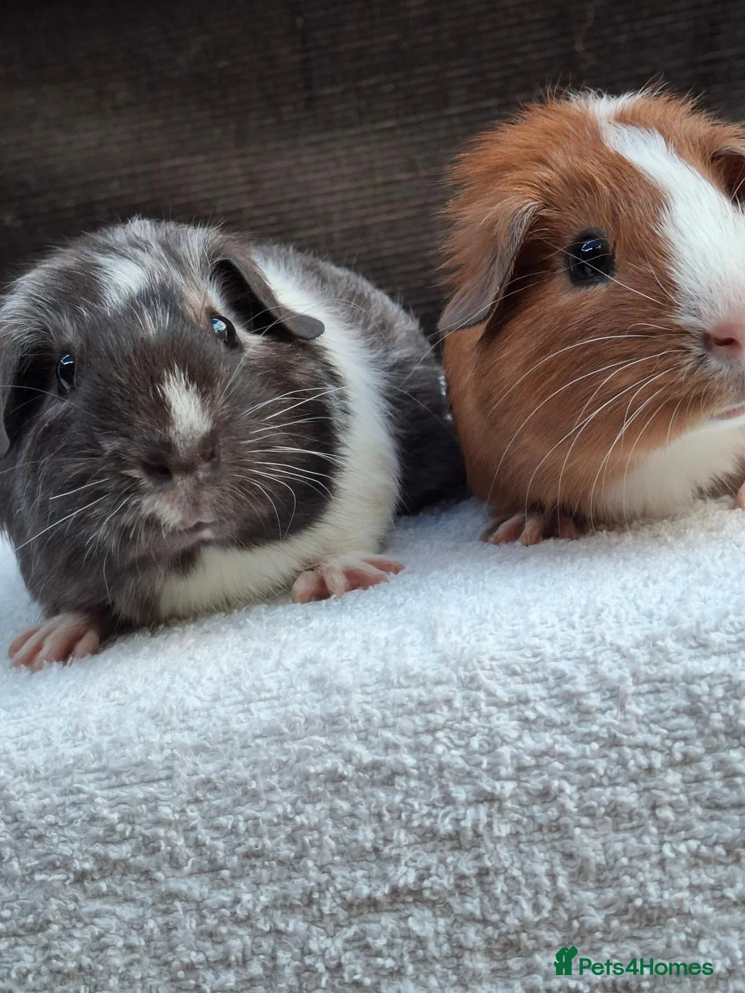 Guinea Pig rodents for sale: Baby Male Guineapigs - Advert 2
