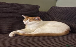 Mixed Breed cats for sale: Bellini & Martini - Image 2
