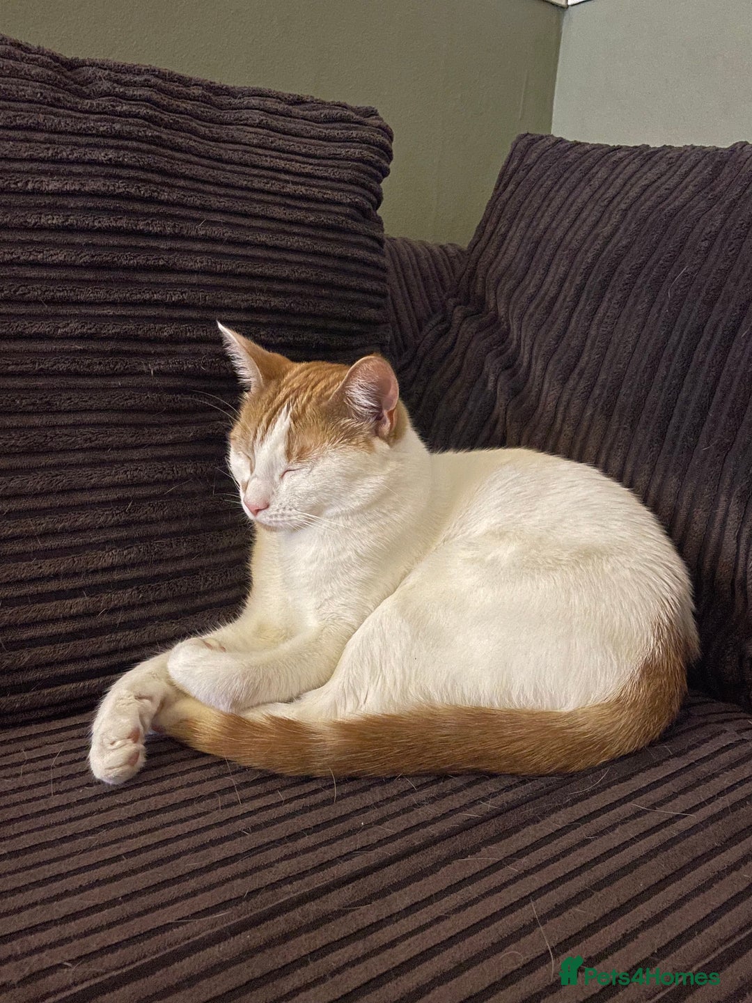 Mixed Breed cats for sale: Bellini & Martini - Image 2