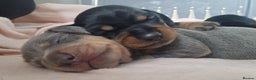 Miniature Dachshund dogs for sale: 🐾 Miniature Dachshund Puppies for Sale 🐾 - Advert 6