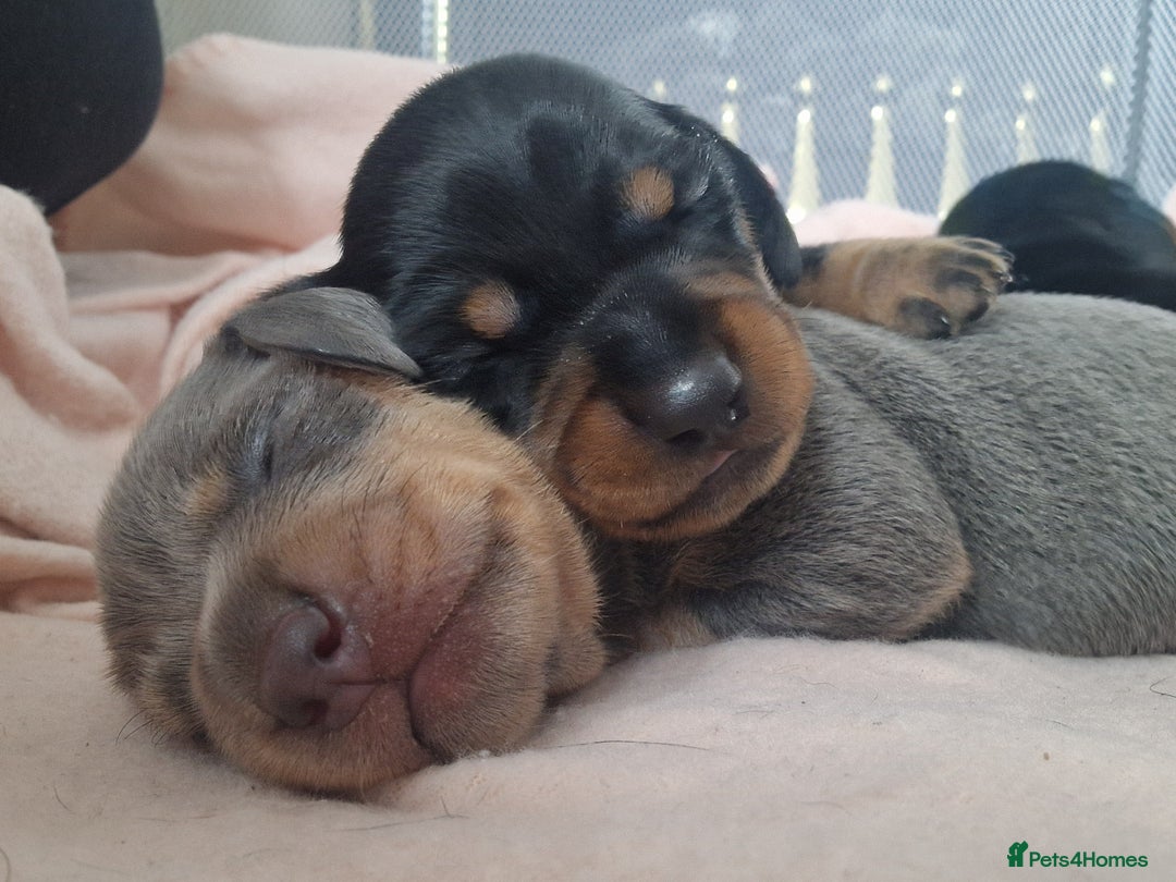 Miniature Dachshund dogs for sale: 🐾 Miniature Dachshund Puppies for Sale 🐾 - Advert 6