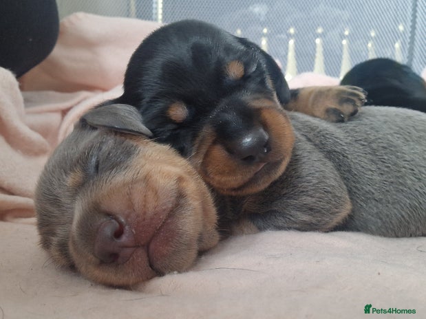 Miniature Dachshund dogs - Advert 7