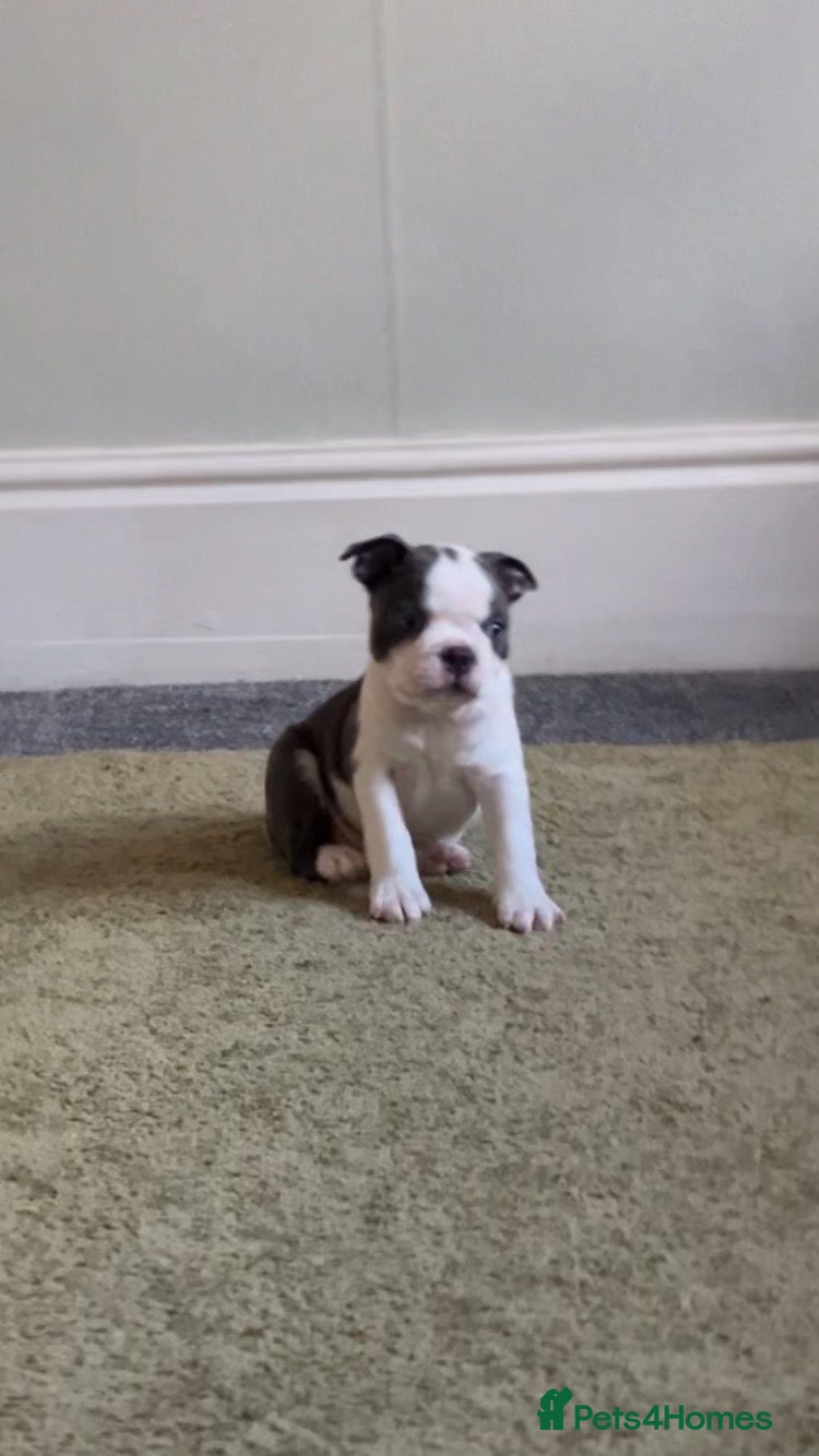 Boston Terrier dogs 6 weeks old Boston terrier pups - Advert 3