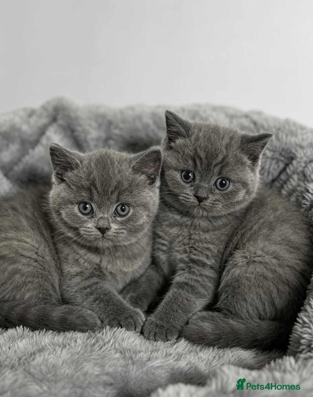 British Shorthair cats for sale: British Shirt Hairs  - Advert 2
