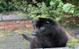 German Shepherd dogs for sale: Pedigree Long Haired German Shepherd  - Image 3