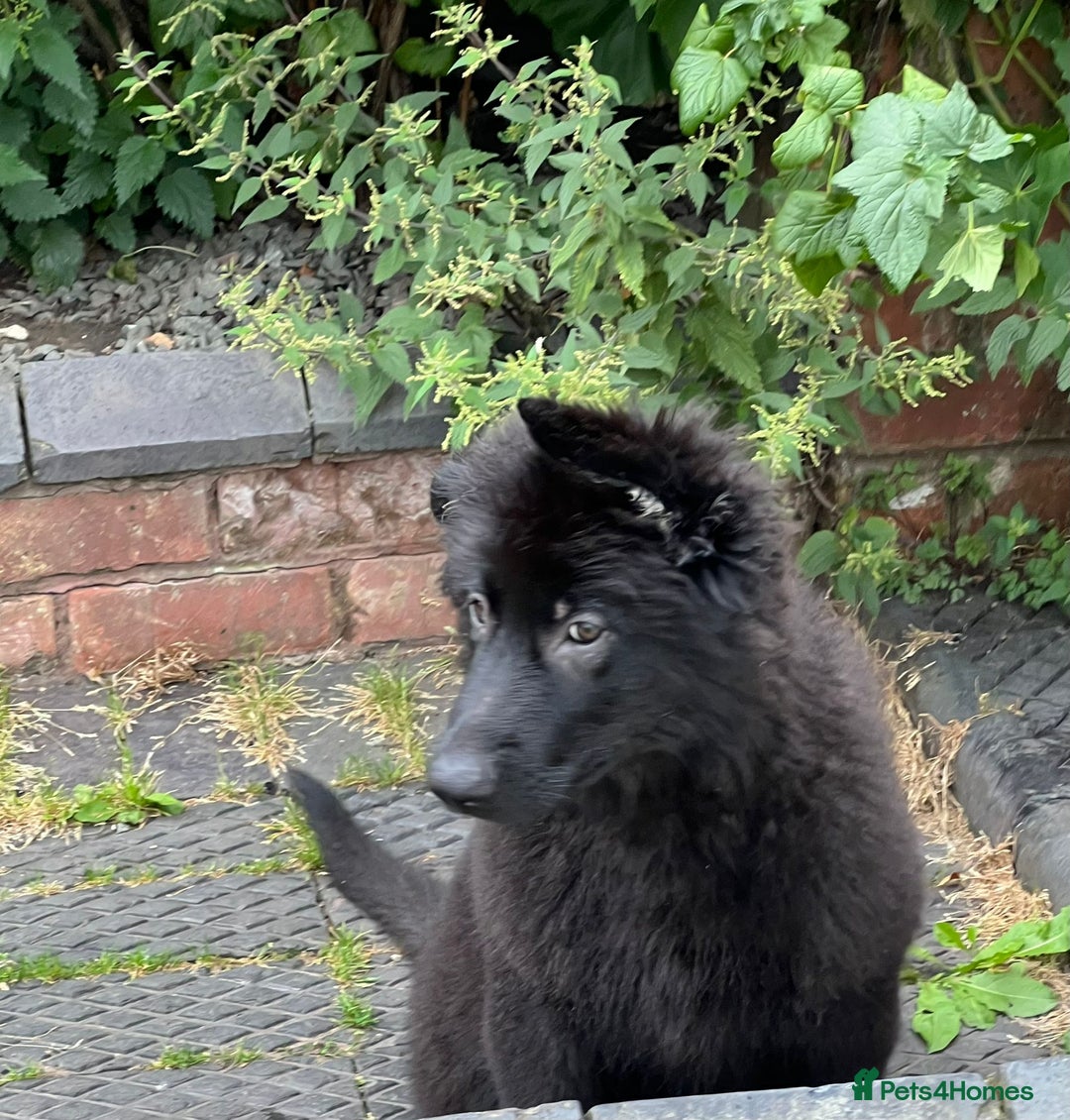 German Shepherd dogs for sale: Pedigree Long Haired German Shepherd  - Image 3