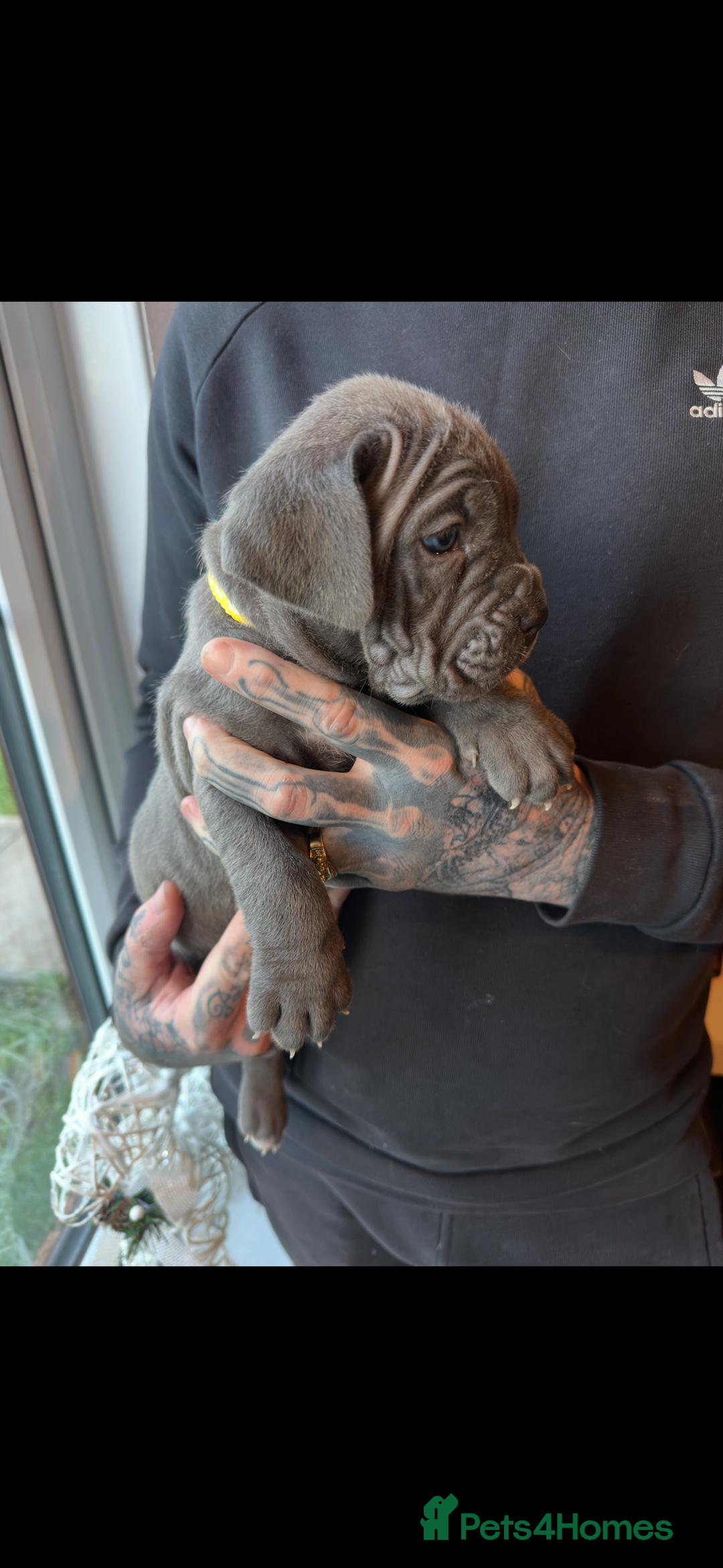 Mixed Breed dogs for sale: Presa X Neo puppies - Advert 22