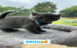 British Shorthair cats for sale: GCCF British Shorthair kittens  - Image 13