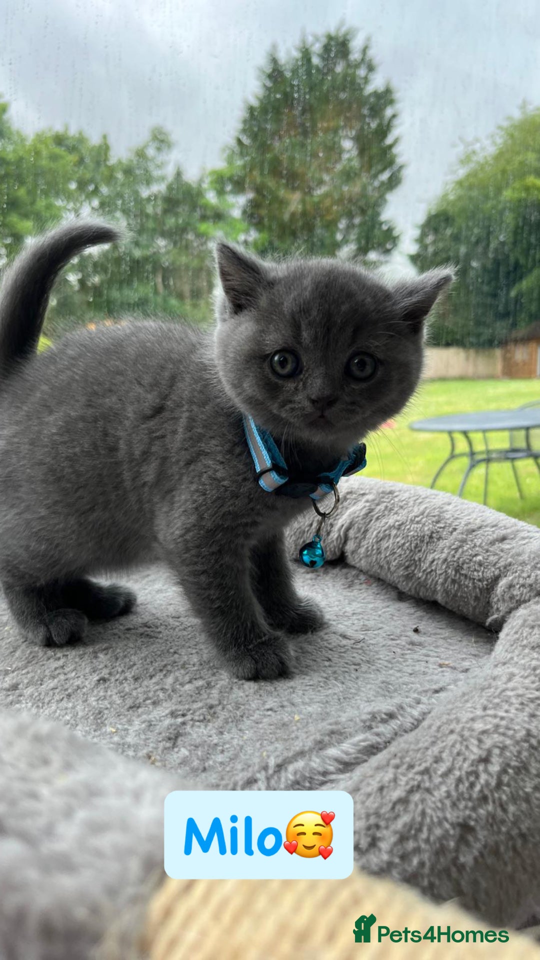 British Shorthair cats for sale: GCCF British Shorthair kittens  - Image 13