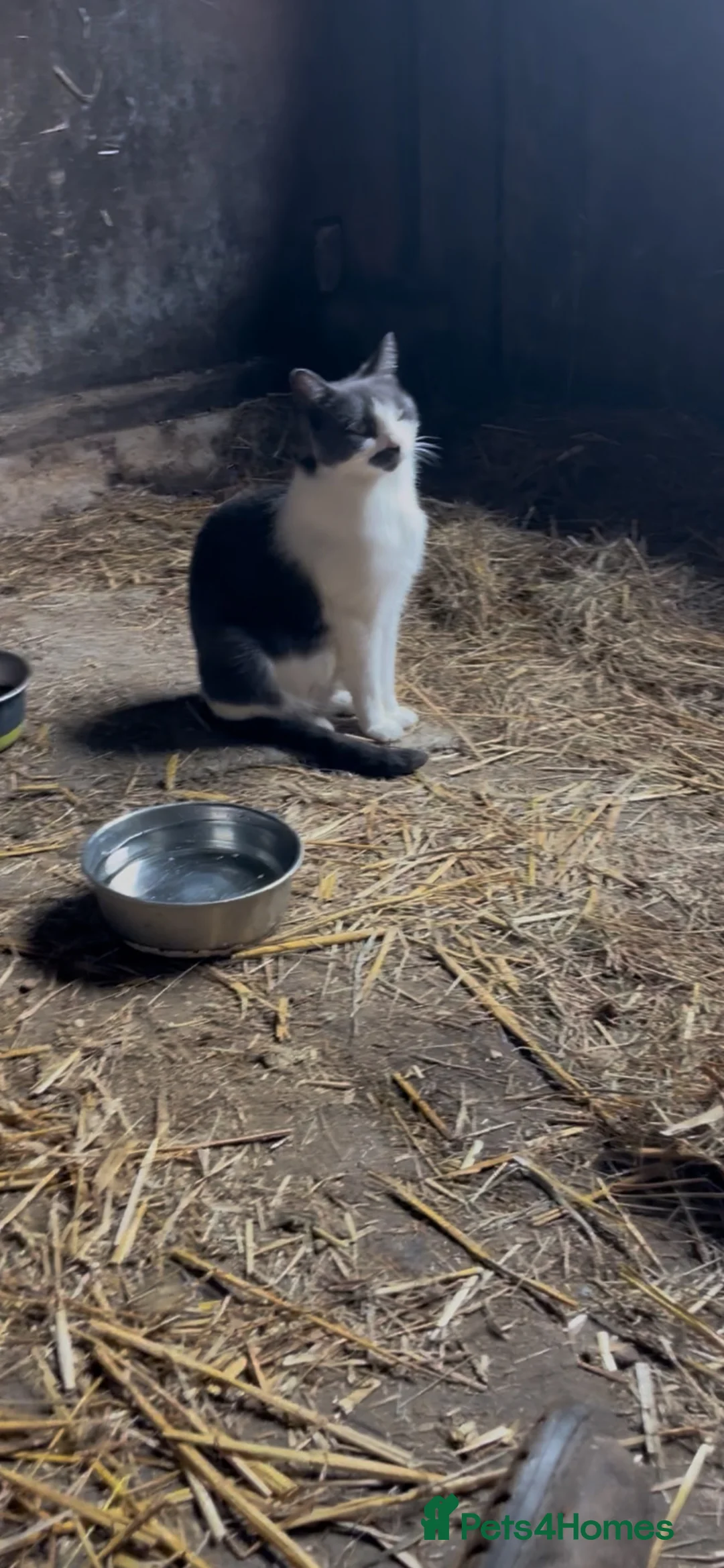 Mixed Breed cats for sale: 6 super friendly gorgeous kittens  in Petersfield - Advert 1