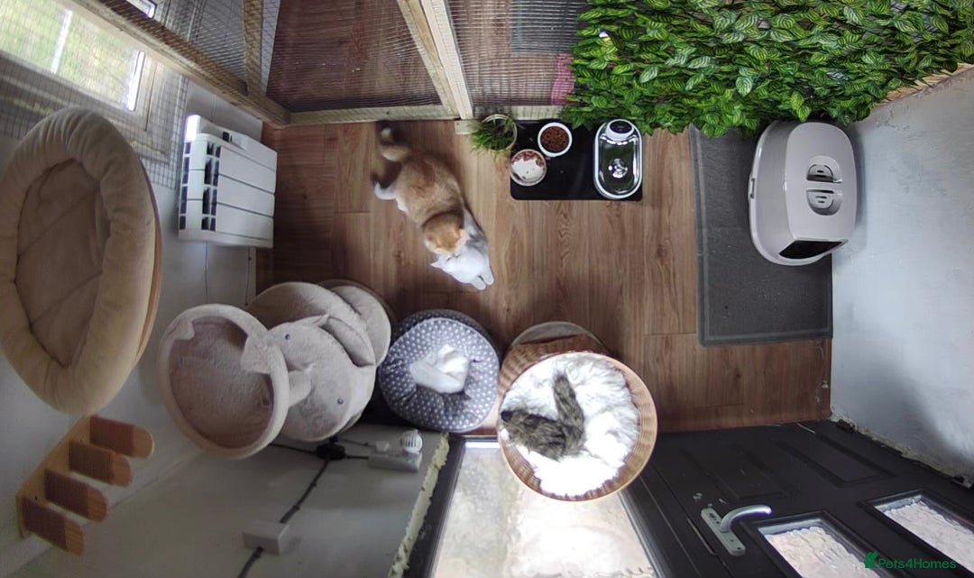 British Shorthair cats for stud: BSH NY12 STUD GCCF and TICA registered  in Ipswich - Advert 6