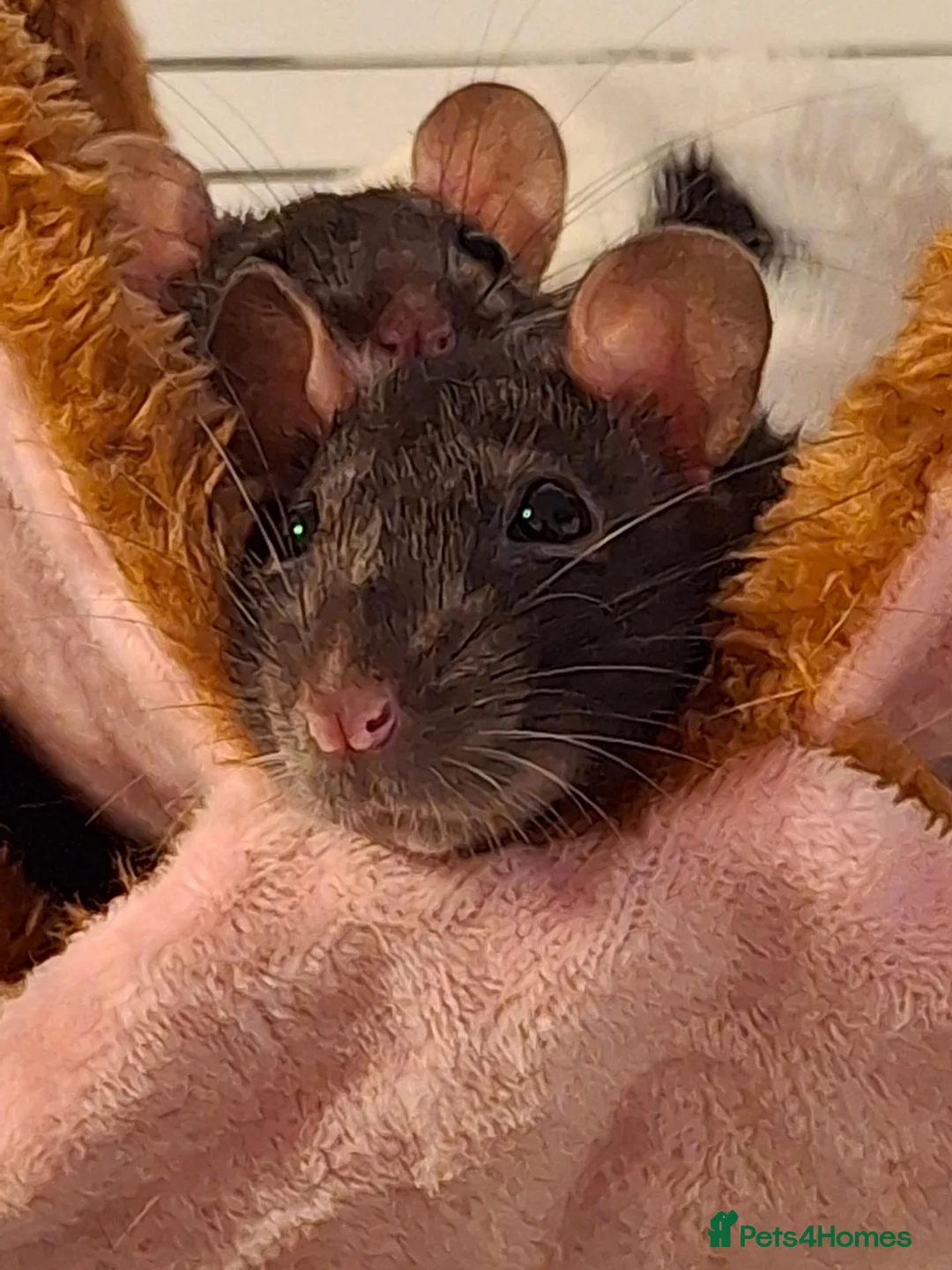 Rat rodents for sale: 2 female rats in Ripley - Advert 1