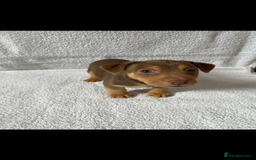 Jack Russell dogs for sale: Jack Russell puppies  - Image 4
