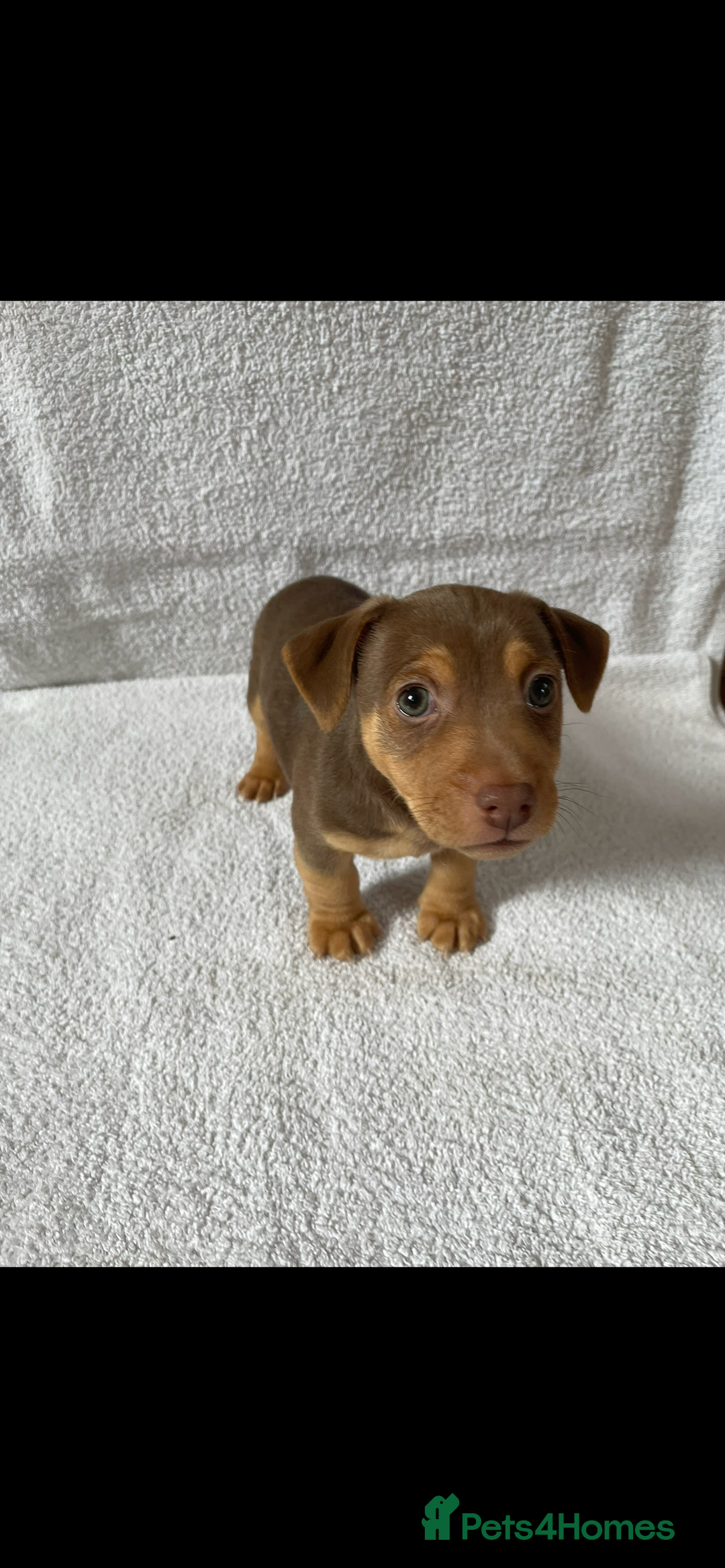 Jack Russell dogs for sale: Jack Russell puppies  - Image 4