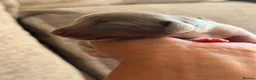 Miniature Dachshund dogs for sale: Beautiful miniature daxie babies - Advert 8