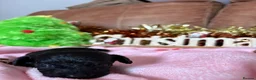 Cavapoo dogs for sale: Cavapoo puppies for sale  - Advert 9