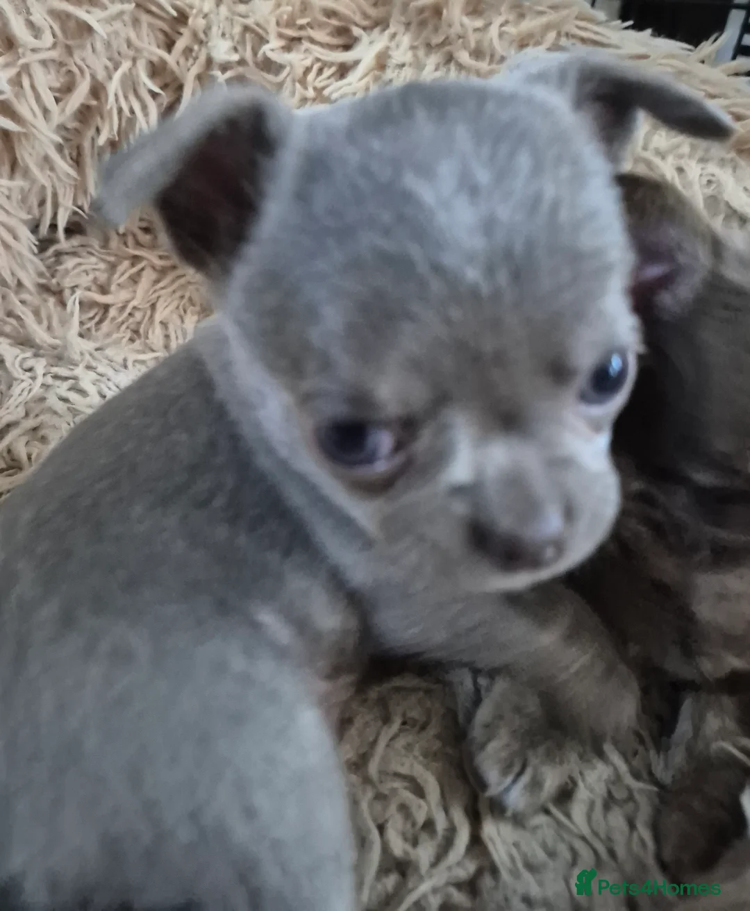 Chihuahua dogs for stud: KC lilac stud in Dagenham - Advert 24