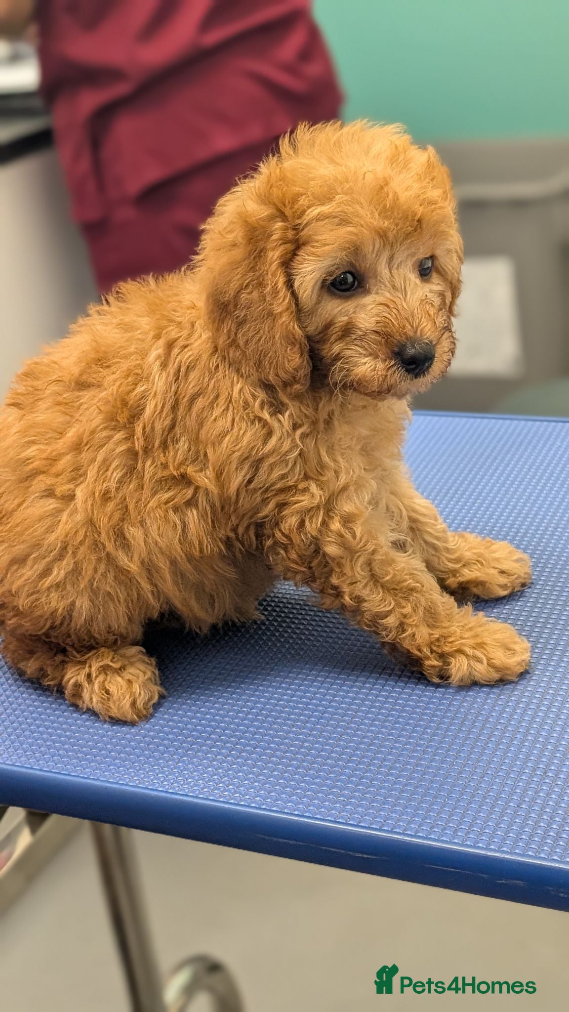 Cavapoo dogs Premium Deep Red F1B Cavapoos (Puppy Culture/ENS) - Advert 2