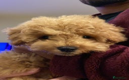 Maltipoo dogs for sale: ❤️BEAUTIFUL MALTIPOO PUPPY FOR REHOMING❤️ - Image 6