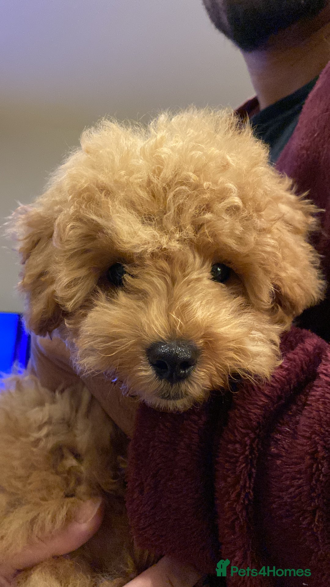 Maltipoo dogs for sale: ❤️BEAUTIFUL MALTIPOO PUPPY FOR REHOMING❤️ - Image 6