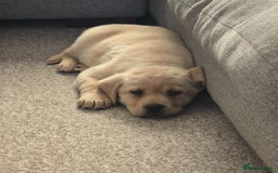 Labrador Retriever dogs for sale: Labrador puppies  - Advert 4