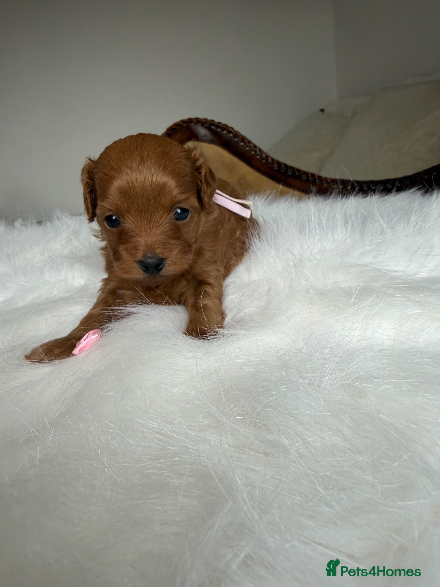 Maltipoo dogs for sale: 🧸 Exceptional Asian F1b Maltipoo Puppies - Advert 4