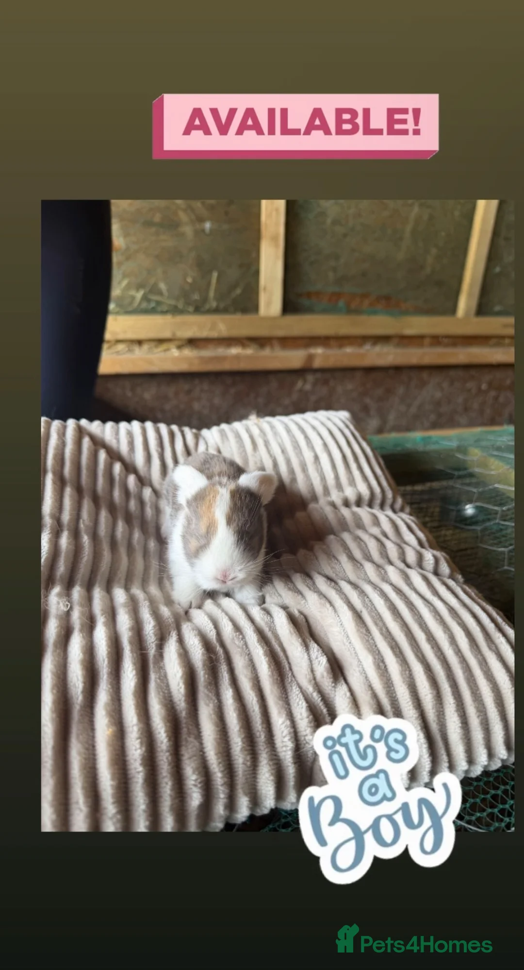 Mini Lop rabbits for sale: French lops and mini lop babies available! 🐰🤍✨ - Advert 2