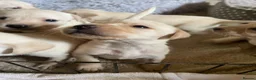 Labrador Retriever dogs for sale: Beautiful KC Registered Labrador Puppies - Advert 1