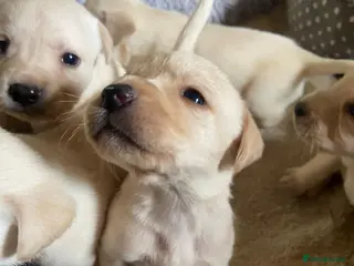 Labrador Retriever dogs Beautiful KC Registered Labrador Puppies - Advert 5