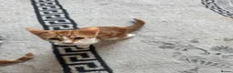 Mixed Breed cats for sale: Kittens ready to leave still available  - Advert 13