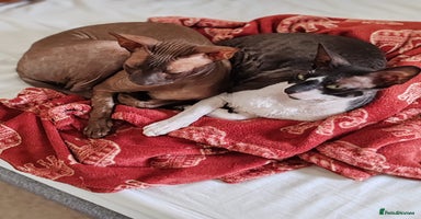 Cornish Rex cats - Advert 16