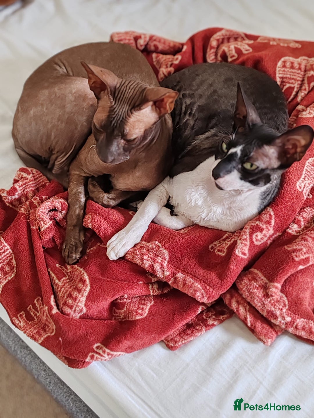 Cornish Rex cats for sale: Selling our beautiful Cornish Rex brothers - Image 3