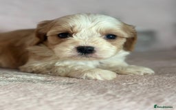 Cavapoo dogs for sale: Stunning Cavapoo puppies from family home  - Advert 18