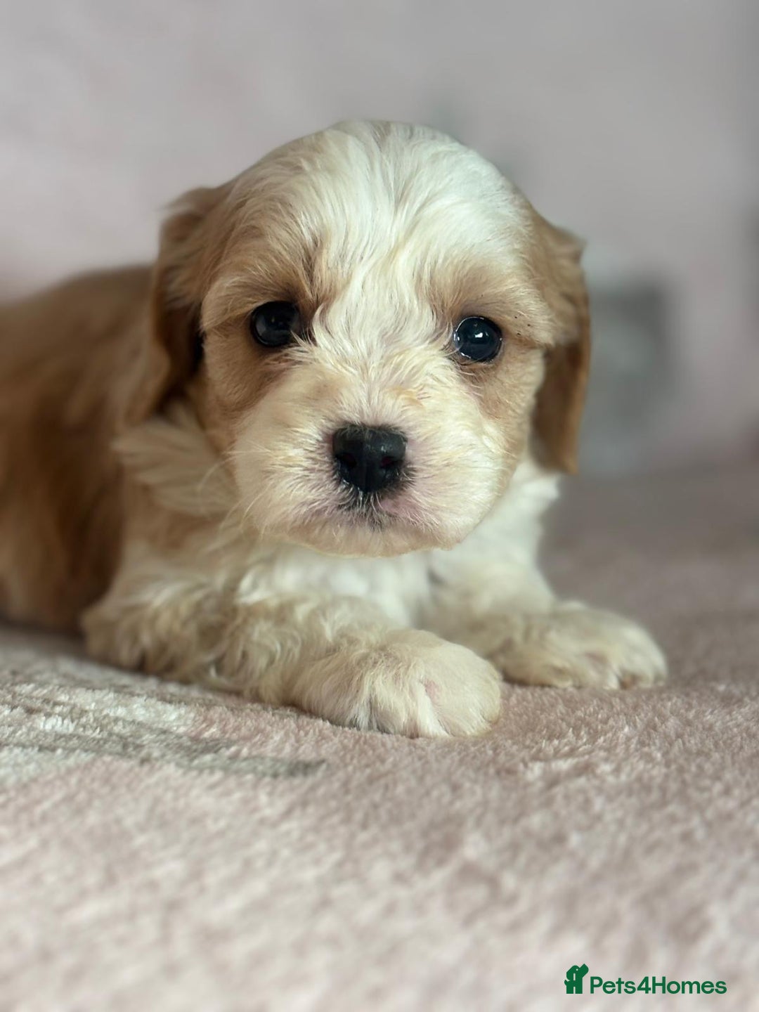 Cavapoo dogs for sale: Stunning Cavapoo puppies from family home  - Advert 18