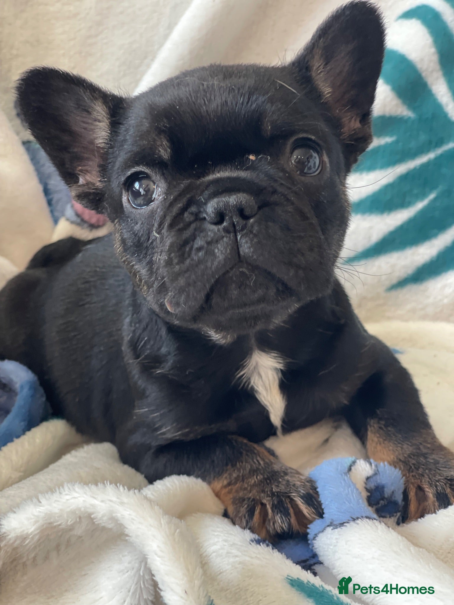 French Bulldog dogs RKC French bulldog puppies - Advert 16