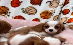 Cavalier King Charles Spaniel dogs for sale: Cavalier king Charles puppy's  - Image 4