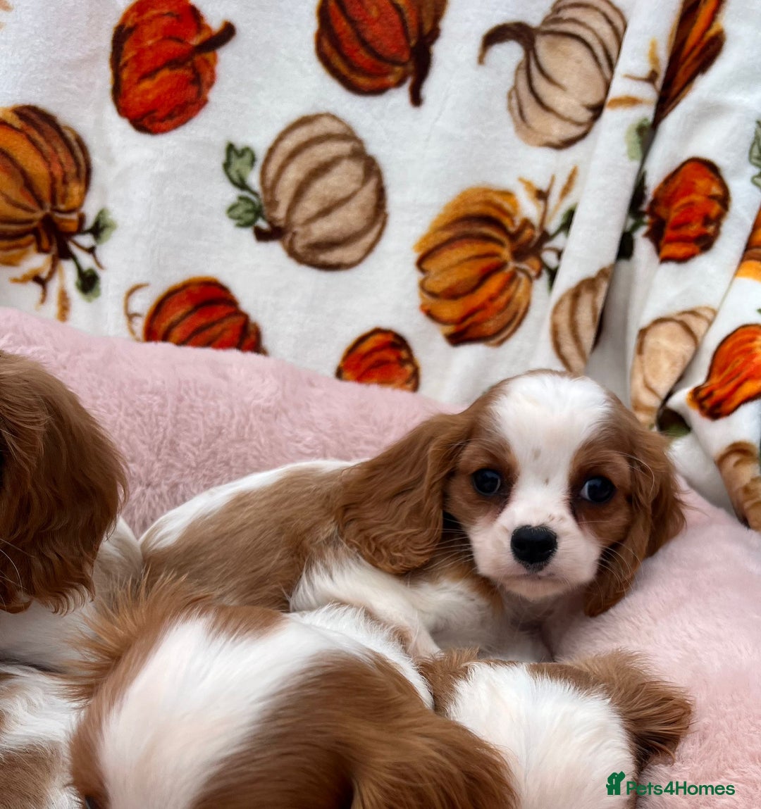 Cavalier King Charles Spaniel dogs for sale: Cavalier king Charles puppy's  - Image 4