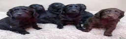 Flat coated Retriever dogs for sale: KC Flat Coated Retriever puppies  - Advert 7